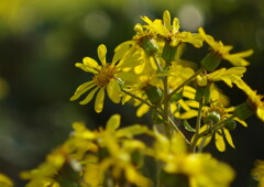 落日.　ツワブキ