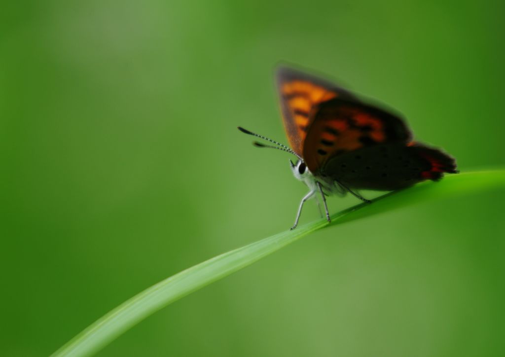 路傍　ベニシジミ　Ⅱ