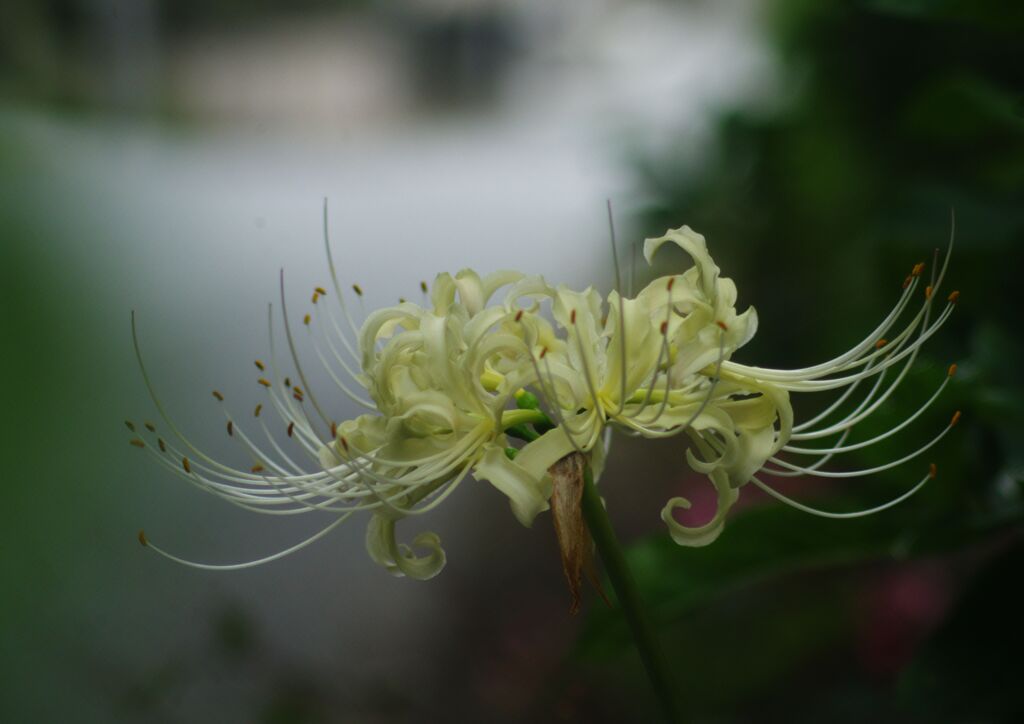 万来　彼岸花