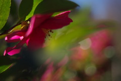 寒冷　サザンカ　Ⅱ