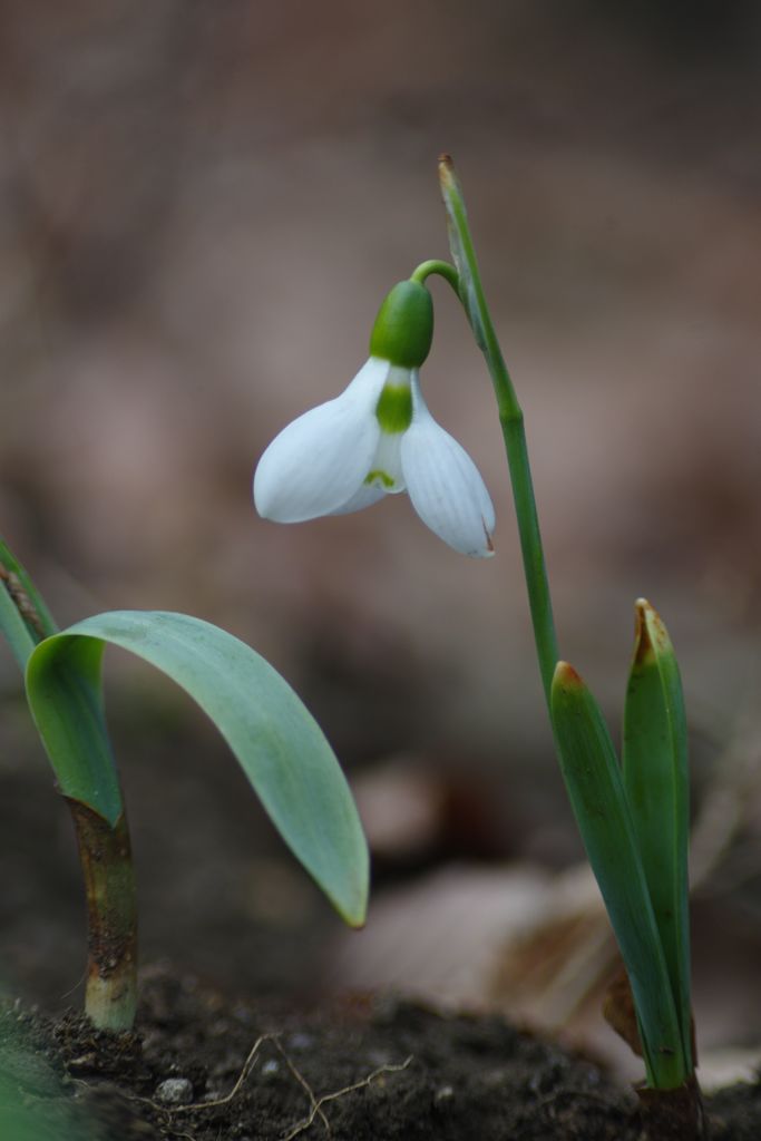 向春　スノードロップ
