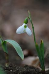 向春　スノードロップ