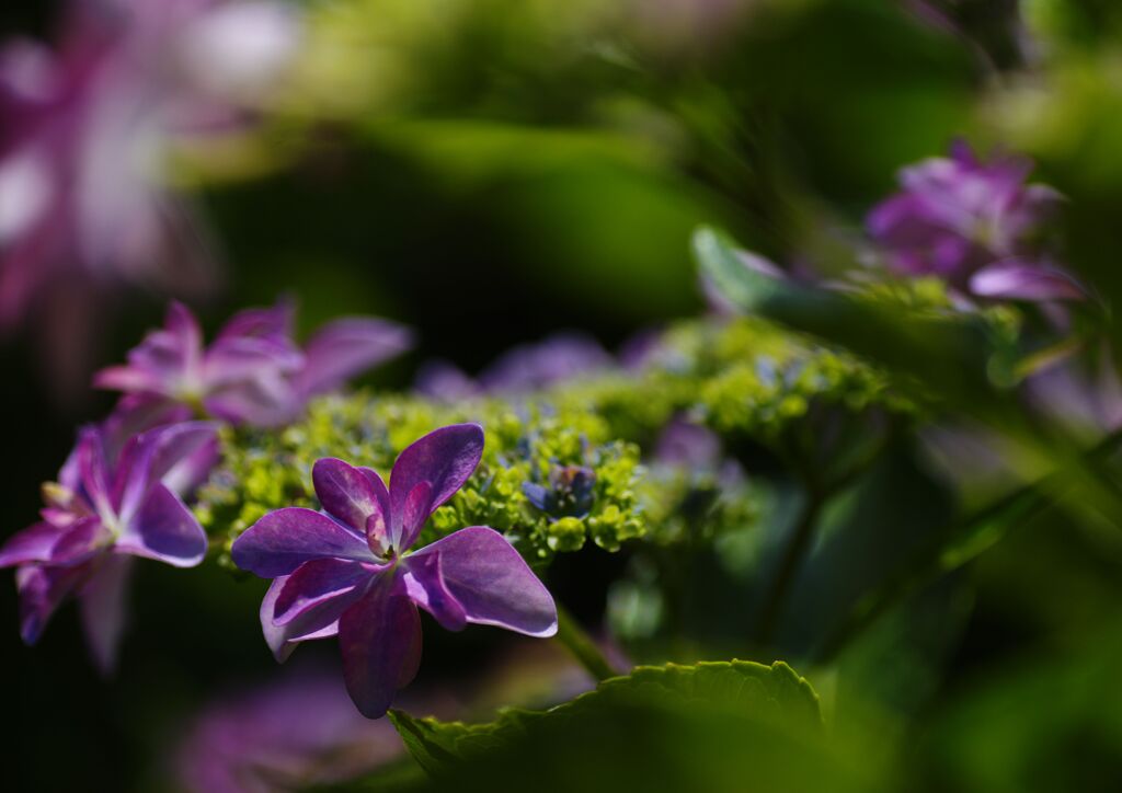 紫陽花　