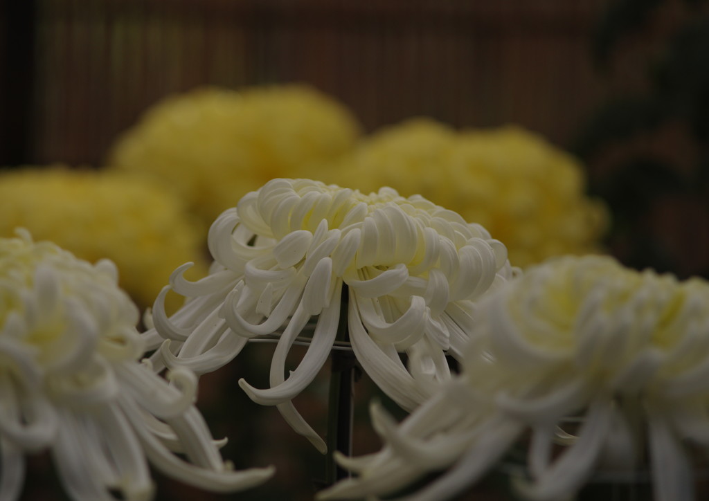 OLD LENS  菊