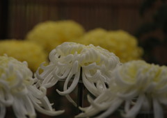 OLD LENS  菊