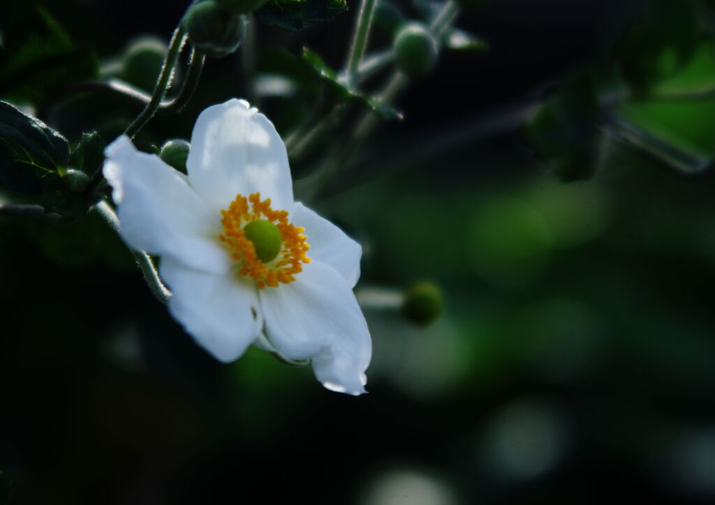 シュウメイギク