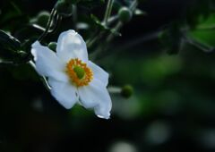 シュウメイギク