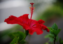 立夏　ハイビスカス　Ⅱ