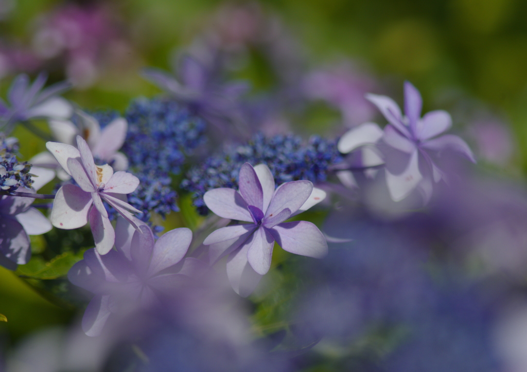 紫陽花