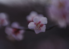 仲春　梅　Ⅱ
