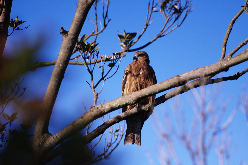 野鳥を探して　とんび　Ⅱ