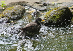 野鳥を探して　ムクドリ