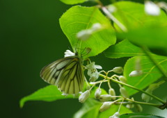 花と虫達　スジグロチョウ