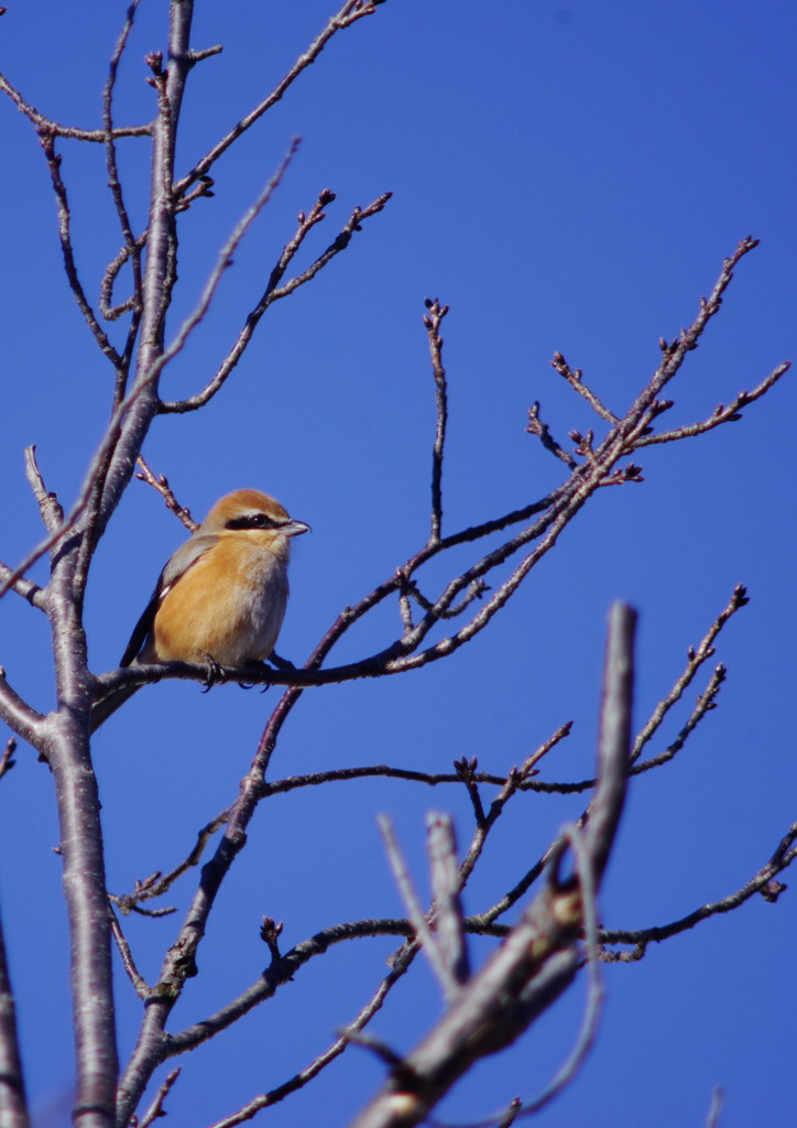 野鳥を追って　モズ