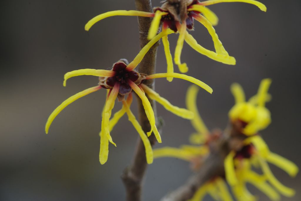 向春　マンサク