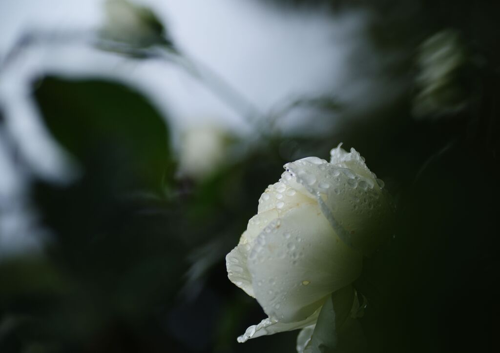 雨上がりの薔薇　完