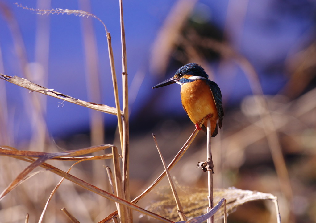野鳥を探して　カワセミ　Ⅱ