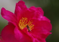 小春　サザンカ