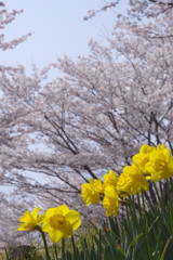 春暖　桜と水仙