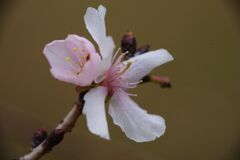 万物寒　冬桜