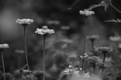 初秋　ルドベキア