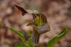 春光　マムシグサ