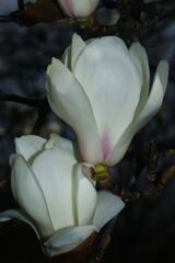 仲春　ハクモクレン