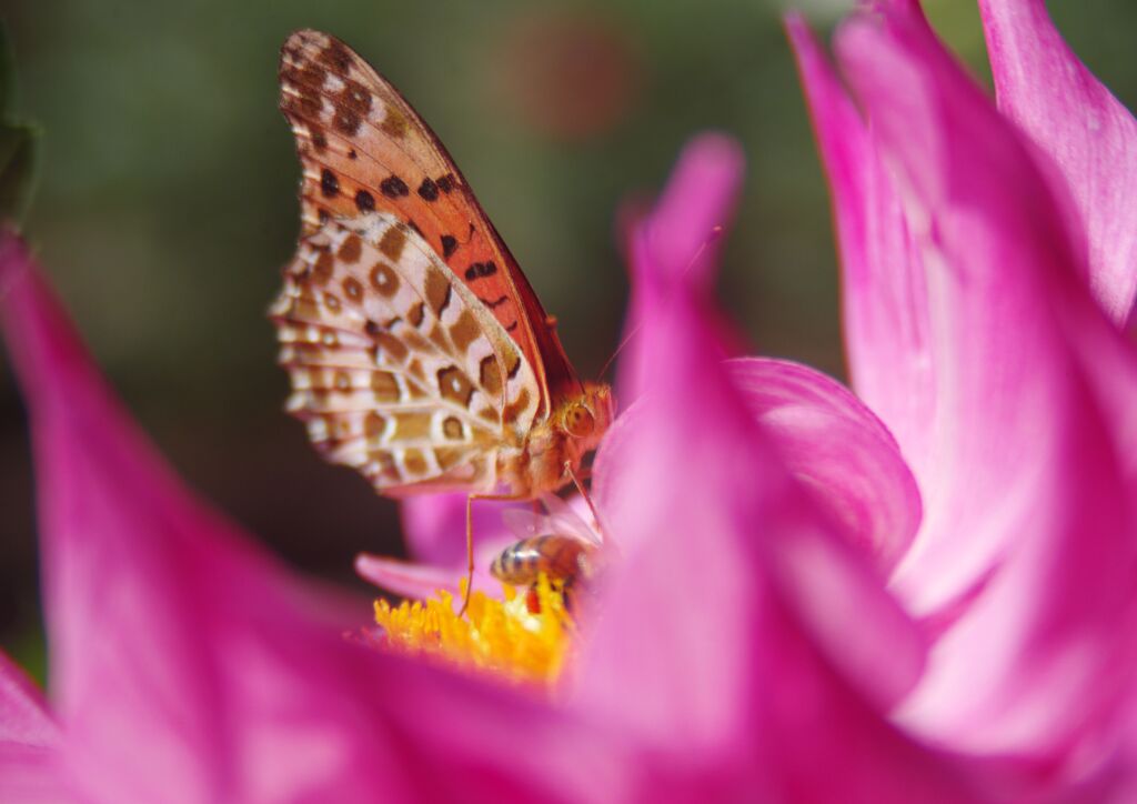 ヒョウモンチョウ