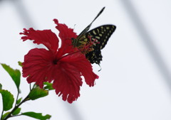 虫達を追って　アゲハチョウ　Ⅲ