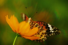 花と虫達　ツマグロヒョウモン　Ⅱ