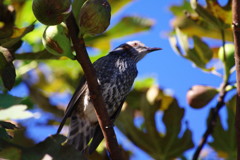 野鳥を探して　ヒヨドリ