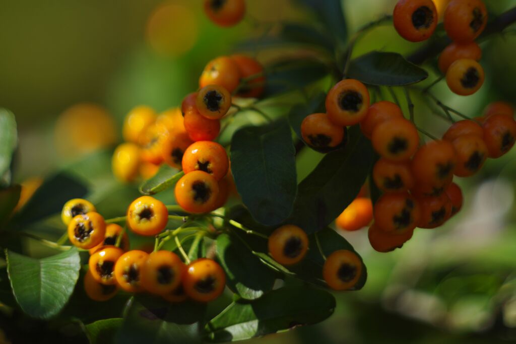 極月　ピラカンサス