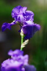 春の息吹　カキツバタ　？