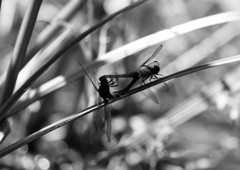 花と虫達　トンボ