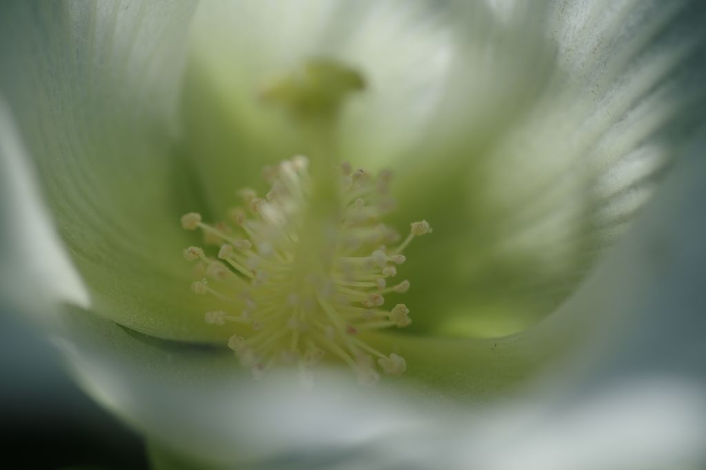 行秋　ムクゲ　Ⅱ