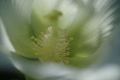 行秋　ムクゲ　Ⅱ