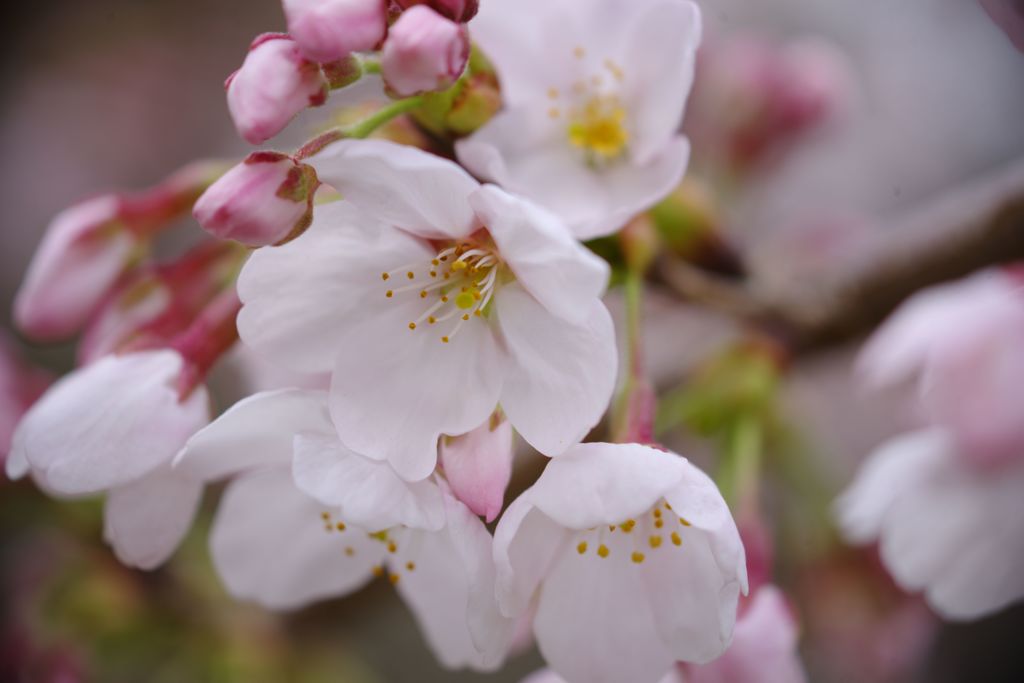 中春　桜