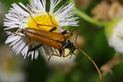 初夏　カミキリムシ
