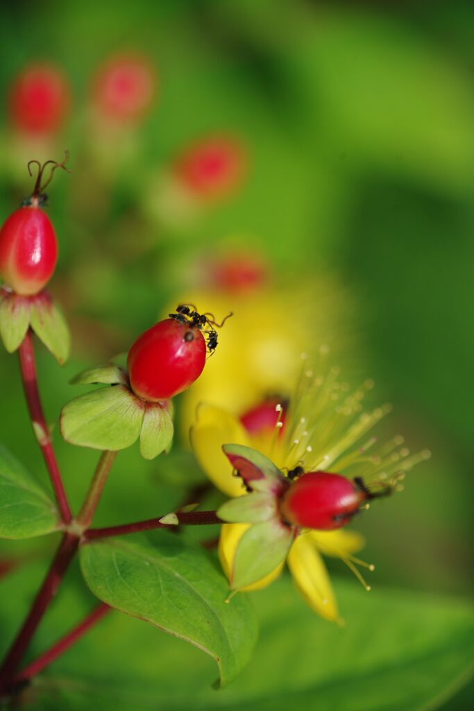 コボウズオトギリ　Ⅱ