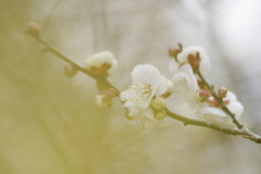 春を探して　梅一枝　Ⅱ