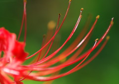 秋を探して　彼岸花　Ⅱ