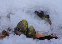 仲春　福寿草　Ⅲ
