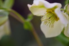 春光　クリスマスローズ