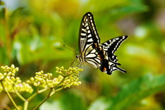 虫達を追って　アゲハチョウ
