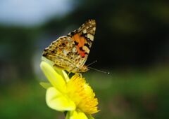 ツマグロヒョウモン