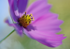 寒露　コスモス