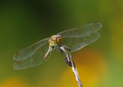 アキアカネ　Ⅱ