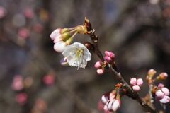 仲春　サクラ