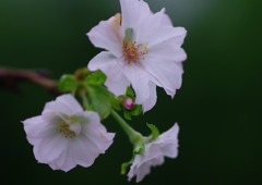 秋を探して　十月桜