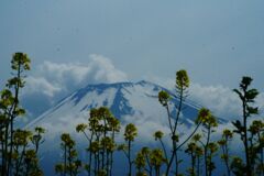万緑　キカラシ（花の都公園）
